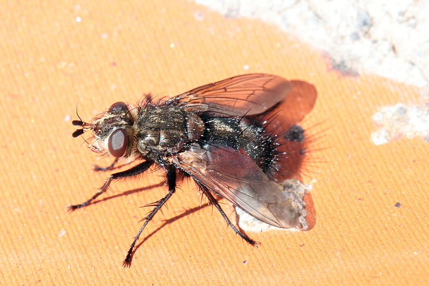 Tachinidae da determinare